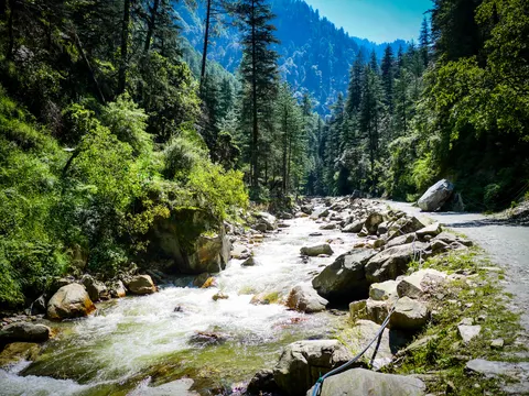 A stream running white over pale boulders through deodar forest, a stony track along the right bank and steep wooded slopes rising ahead.
