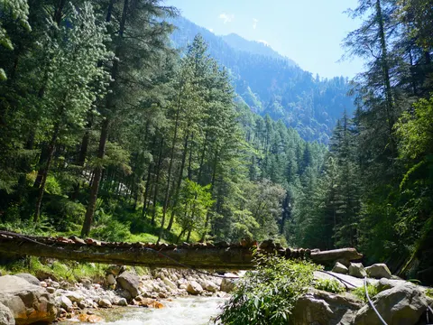 Tall deodars rising either side of the stream with the log bridge across the bottom of the frame and a forested ridge climbing into haze under a pale blue sky.