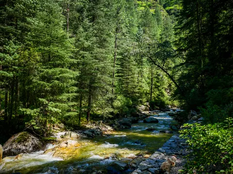 The stream running down through deodars with sun coming through the branches, the stone bank at the right and a grassy slope showing at the top of the frame.