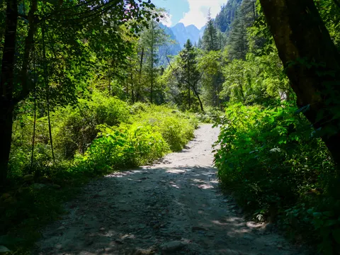 A dusty track running up through shaded forest, bright green undergrowth either side and bare rock peaks showing through the gap in the trees ahead.