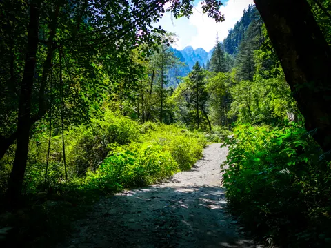 The same track through the trees with the peaks clearer in the gap ahead, a big trunk framing the right of the picture and cloud over the ridge.