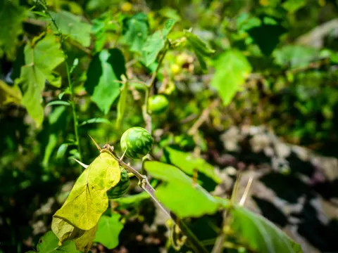 A prickly nightshade branch carrying round green berries striped like small melons, long straight thorns along the stem and a yellowing leaf hanging below.