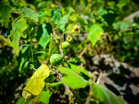 The same thorny nightshade with more of the bush in the frame, several striped green berries among broad leaves and sunlit rock behind.
