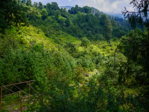 A steep green side valley of scrub and young conifers with cleared ground on the slope above, big trees along the skyline, cloud coming over the ridge behind and a rough wooden fence at the bottom left.
