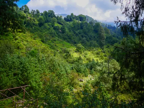 The green side valley from the same spot, conifer branches hanging into the frame at the right and mist lying along the ridge behind.