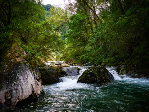 Green water running past a big fallen trunk with moss along its back, a boulder splitting the current and dense broadleaf trees leaning over the channel.