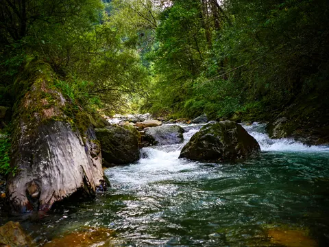 The stream running past the mossy fallen trunk, white water breaking over two boulders and the channel closing into trees upstream.