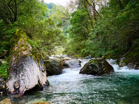 The pool from a little further back, the trunk lying across the left of the frame and branches hanging low over the stones upstream.