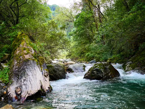 The same stretch of stream with the trunk at the left, clear water running green over gravel and the forest closing in overhead.