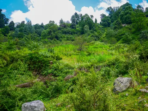 A clearing on a slope filled with rank green growth and a paler stand of cannabis through the middle, cut logs and boulders in the foreground and big trees along the skyline under white cloud.