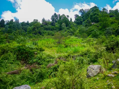 The same clearing framed higher, cloud building over the trees on the ridge and the stand of cannabis running down the middle of the hollow.