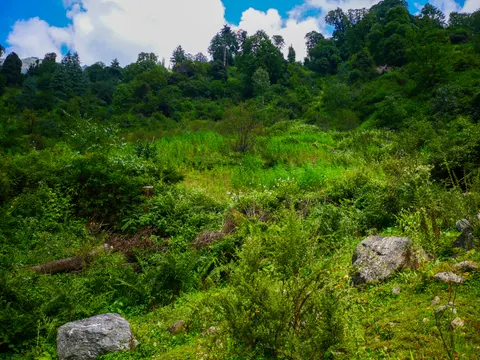 The clearing from the same spot, ferns and scrub across the foreground, boulders sitting in the growth and conifers and broadleaf trees along the top.