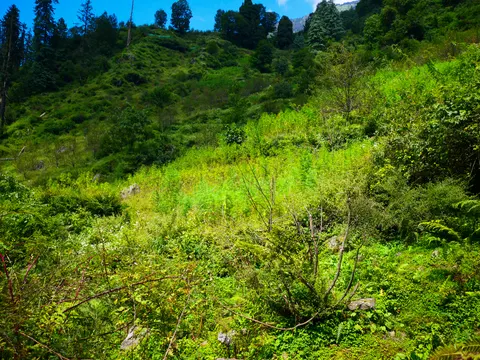 A bright green stand of cannabis filling a gully on a steep slope, ferns and scrub around it, cleared grass above and conifers along the top of the ridge with a green sheet showing among them.