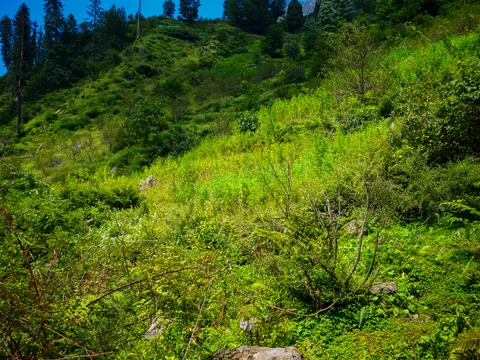 The cannabis running up the hollow with a dead conifer standing at the left, ferns in the foreground and rock breaking through the grass above.
