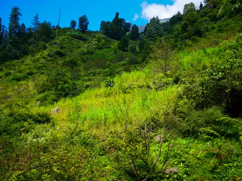The whole slope with the cannabis stand at the centre, scrub and young trees either side, deodars along the skyline and deep blue sky with one white cloud above them.