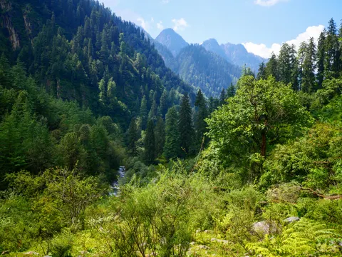 A steep forested valley with the stream showing white through the trees below, a broadleaf tree in the sun at the right and bare rock peaks in the haze at the head of the valley.
