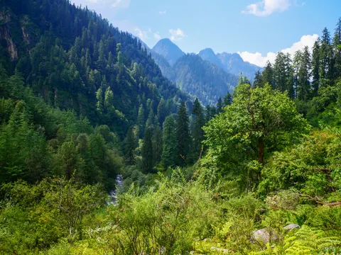 The same valley framed a little higher, deodars covering the left slope, cloud building over the peaks and ferns across the foreground.