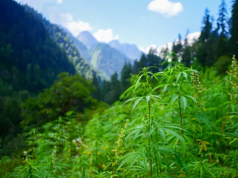 A dense stand of cannabis running along a slope with one plant sharp in the front and pale flower spikes beside it, forested ridges falling away at the left and rock peaks in the haze behind.