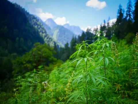 The same cannabis with the front plant sitting to the right of the frame, the stand running back along the slope and blue sky over the peaks.