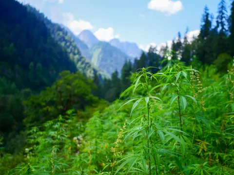 The stand of cannabis on the slope with pale flower spikes through it, the valley falling away at the left and hazy peaks in the distance.