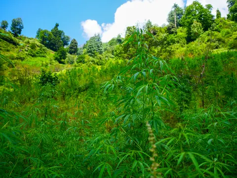 Cannabis standing head high with one plant in the middle of the frame, the slope rising behind it to grass, scrub and conifers and a white cloud over the ridge.