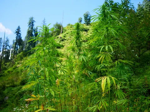 Three tall cannabis plants standing against blue sky with a grassy hillside and dead conifer trunks behind, some of the lower leaves yellowing.