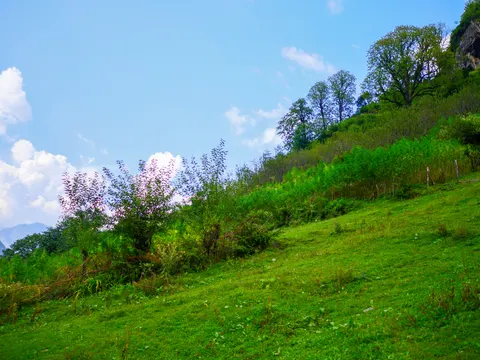 The grass slope running up to the right with a shrub in the foreground, trees along the top of the bank and banks of white cloud low over the hills behind.