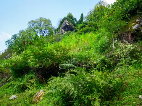A steep bank thick with ferns and scrub, a sumac in red seed at the left, the rock outcrop showing above and a thistle standing at the right.