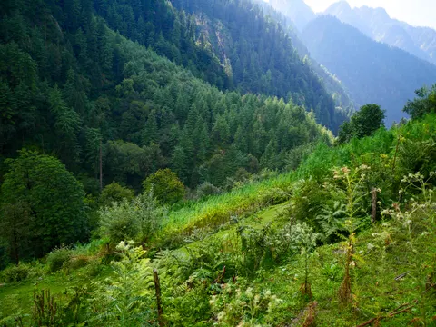 A band of cannabis running along the hillside below a fence line, ferns and thistles in seed across the foreground, deodar forest on the far slope and hazy peaks beyond.