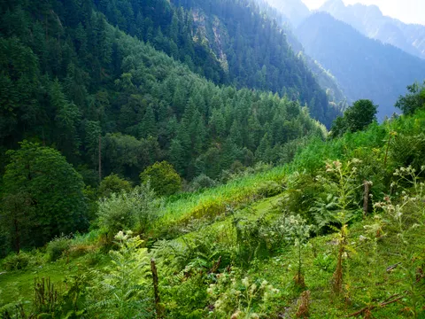 The same hillside framed a little wider, the cannabis running in a strip below the fence and the far slope thick with conifers under flat grey light.