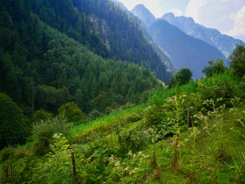 The crop and the fence posts running down the slope with ferns and seeding thistles in front, forested ridges falling away and bare peaks in the haze at the top of the valley.