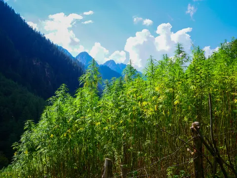Tall cannabis growing thick behind a barbed wire fence on a hillside, the plants standing well above head height against blue sky and cumulus, with rock peaks and forested slopes at the left.