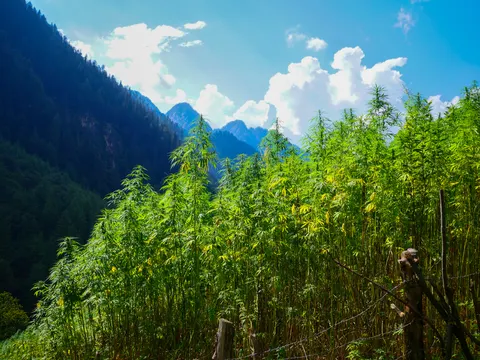 Cannabis standing in a dense block behind wire, sunlight across the tops of the plants and two rock peaks showing between them and the forested ridge.