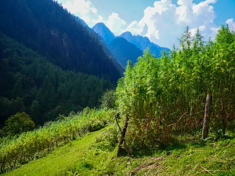 The cannabis stopping at a rough fence of cut posts and wire, mown grass sloping away in front of it and the crop running off along the hill to the left under blue sky.