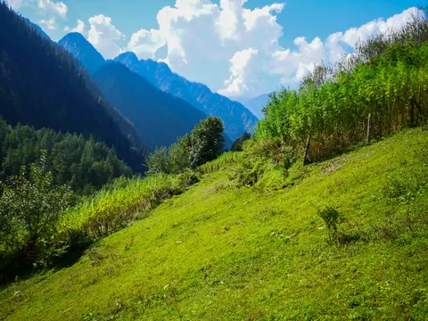 A slope of cut green grass running down to a band of cannabis at the left, a broadleaf tree on the field edge and blue ridges stacked into the distance.