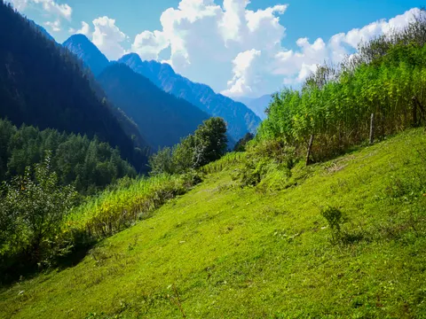 The grass slope with the crop along its upper edge, fence posts leaning through it and cloud piling over the peaks at the head of the valley.