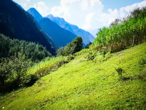 Cut grass filling the bottom of the frame, the cannabis running along the top right behind its fence and the forested valley falling away to blue ridges at the left.