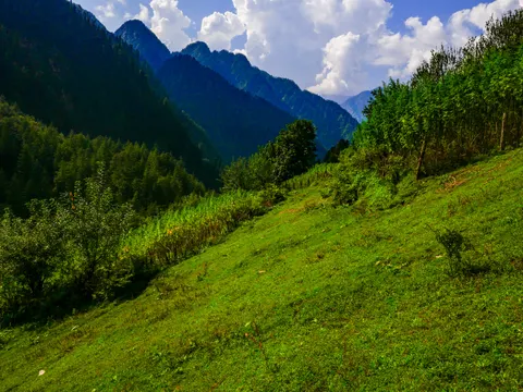 Cut grass filling the foreground with the strip of cannabis and its fence along the left, a broadleaf tree on the field edge and blue ridges and cloud running up the valley.