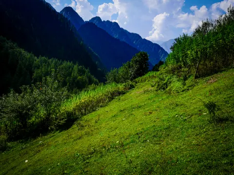 The same field of cut grass with the cannabis running down the left side and dark conifer forest covering the opposite wall of the valley.