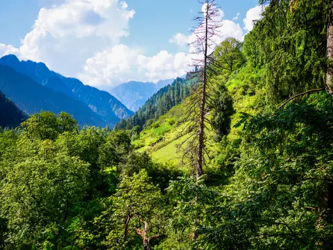 A dead conifer standing bare against the sky in the middle of the frame, green pasture on the slope behind it, broadleaf trees below and blue peaks at the head of the valley.