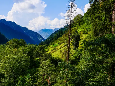 The same dead conifer with more of the pasture behind it, cloud building over the ridges and the forest below in full sun.