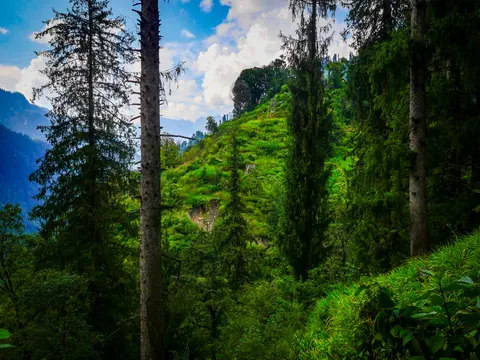 A green hillside seen between tall spruce trunks, a metal lattice tower standing on the ridge above it, bare rock breaking through the grass and ferns in the foreground.