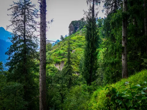 The same hillside under white sky, the trunks dark against it, the lattice tower on the ridge and leaves catching what light is left at the right.