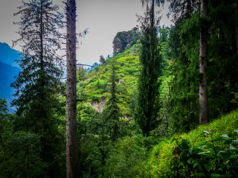 The green slope and its rock scar framed between spruces, the ridge above dark with trees and pale sky behind.