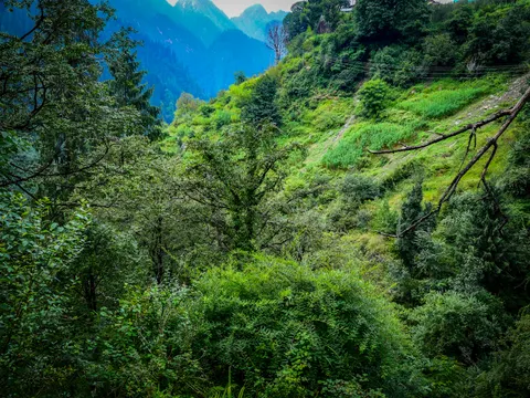 A steep side valley thick with trees and scrub, patches of bright green crop on the slope opposite, power lines running to buildings on the ridge above and hazy peaks behind.