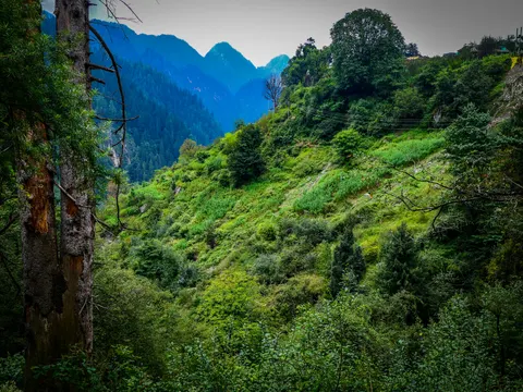 The green slope below the village with the dead spruce filling the left of the frame, scrub and young conifers across the hillside and peaks in the distance.