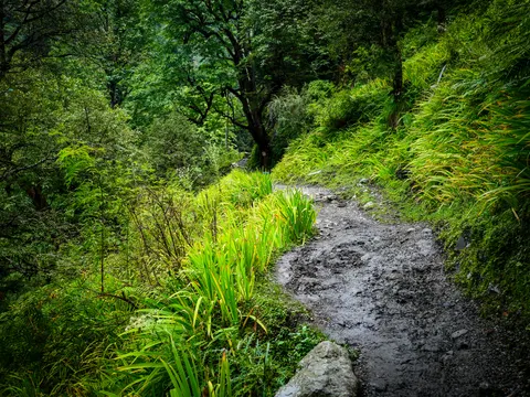 A muddy stony path curving up through the trees with iris leaves along its left edge, ferns and wet undergrowth either side and a big tree standing over the bend.