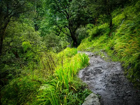 The same wet path with the grassy bank above it catching the light, the iris leaves along the edge and the forest dark beyond the turn.