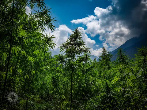 Tall cannabis plants on a forested ridge in Grahan beneath bright clouds.