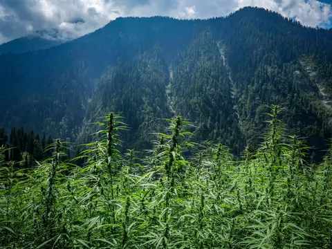 Wide Grahan cannabis field overlooking a forested valley.